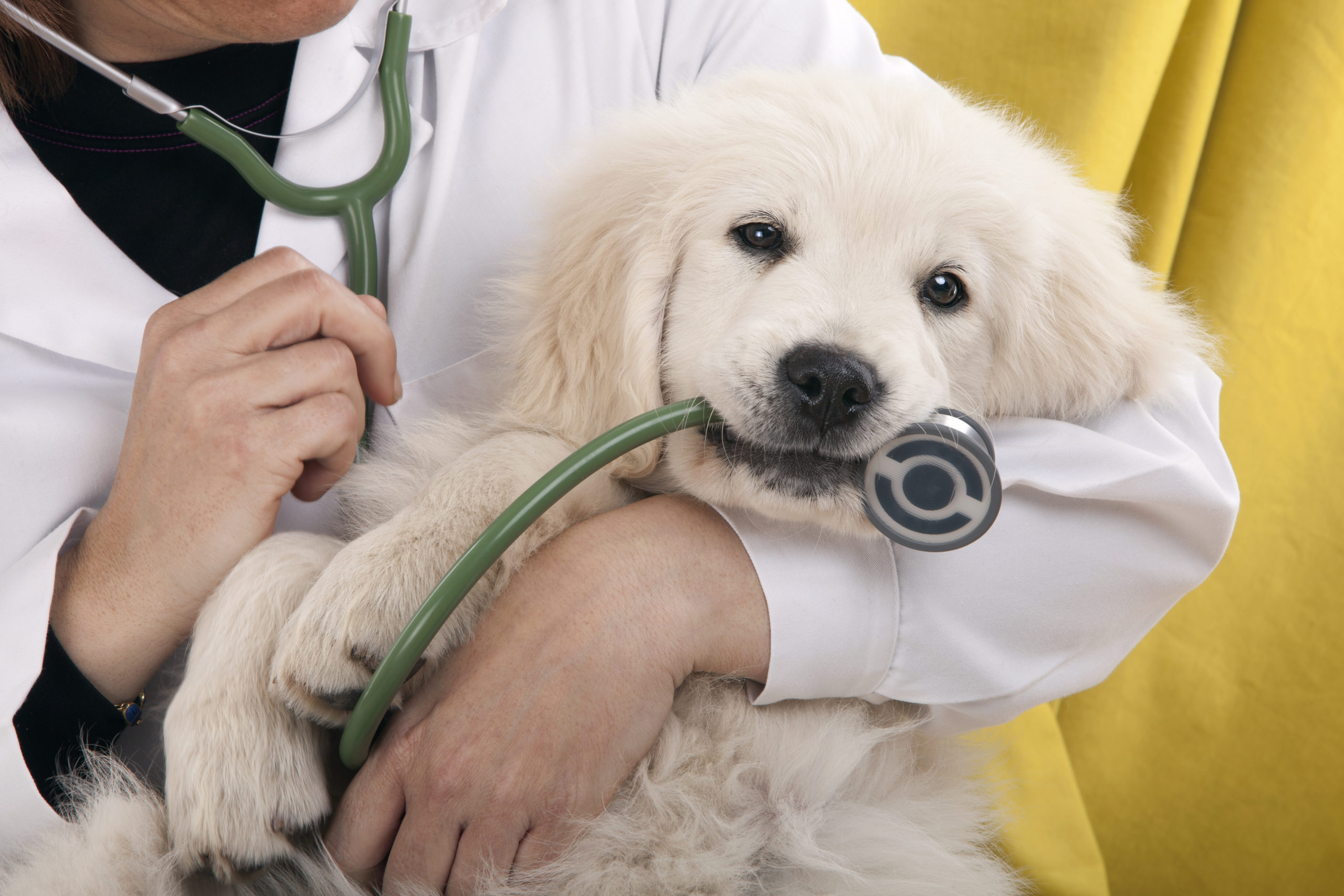 Veterinarian holding a puppy with their stethoscope in its mouth