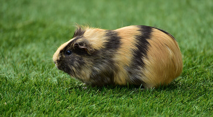 A brown and black gerbil standing in short grass