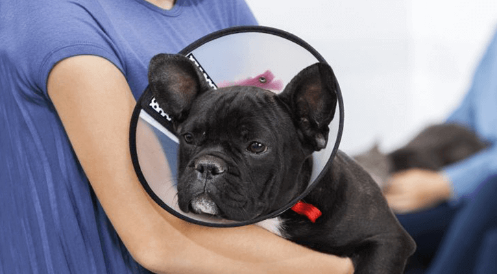 Dog wearing an e-collar/cone, being held after some sort of operation