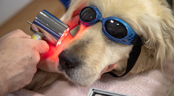 A dog wearing goggles while receiving laser therapy on its right cheek from a veterinarian